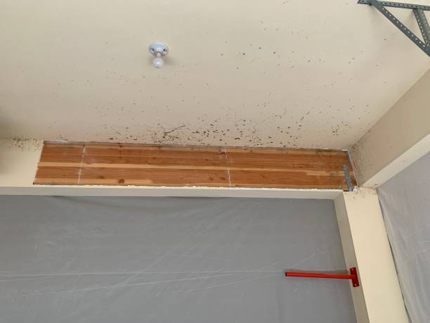 Best Mold Odor Removal Services  in Moses Lake North, WA