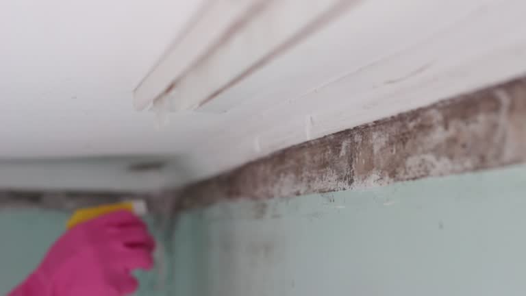 Best Basement Mold Removal  in Moses Lake North, WA